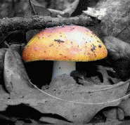 magic mushroom animated gif